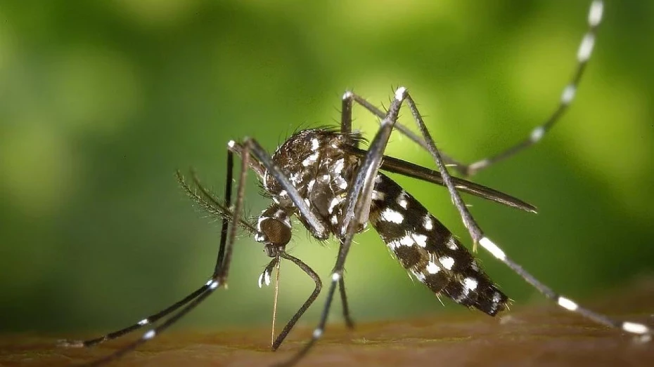 Primeiro caso de Chikungunya no ano é registrado em Taubaté Primeiro caso de Chikungunya no ano é registrado em Taubaté