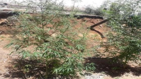 Jovem é apreendido escondendo plantação de maconha no Santa Tereza