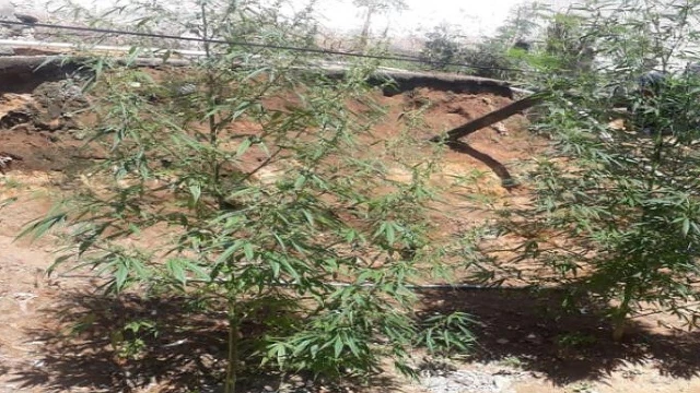 Jovem é apreendido escondendo plantação de maconha no Santa Tereza