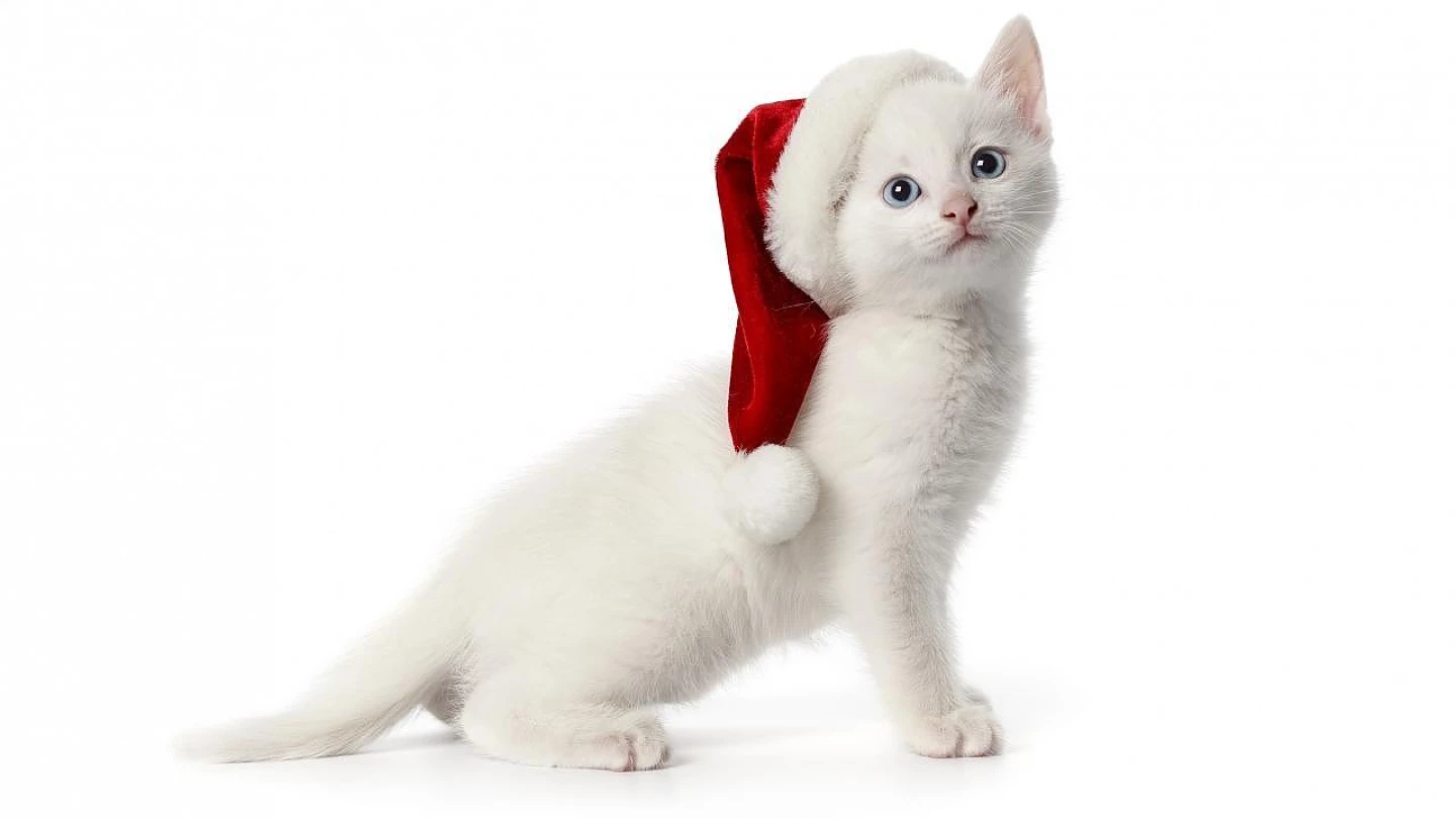 Cães e gatos necessitam de cuidados especiais no período de festas