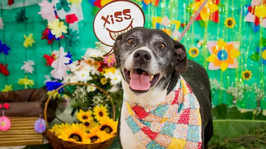 ONG realiza primeira feira de adoção de animais do CCZ de 2020 ONG realiza primeira feira de adoção de animais do CCZ de 2020