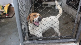 Caravana Animal realiza 1ª edição de 2020 no Horto Municipal