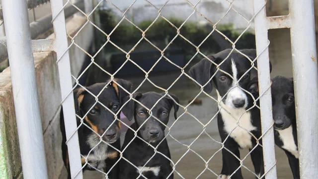 ONG promove 3ª feira de adoção de cães e gatos do CCZ de Taubaté