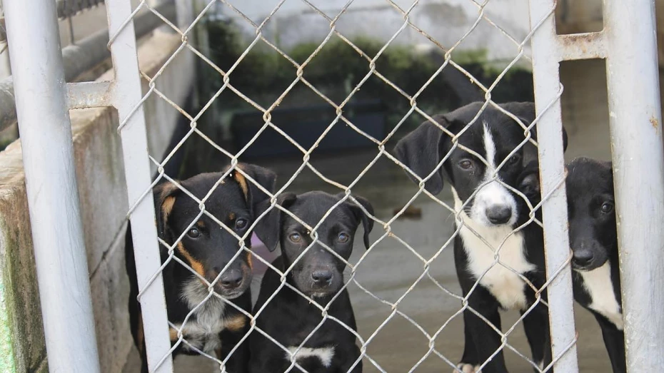 ONG promove 3ª feira de adoção de cães e gatos do CCZ de Taubaté