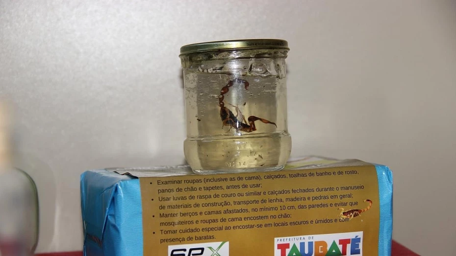 Campanha “Xô Escorpião” é retomada em Taubaté Campanha “Xô Escorpião” é retomada em Taubaté
