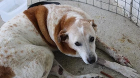 ONG promove feira de adoção de animais do CCZ de Taubaté
