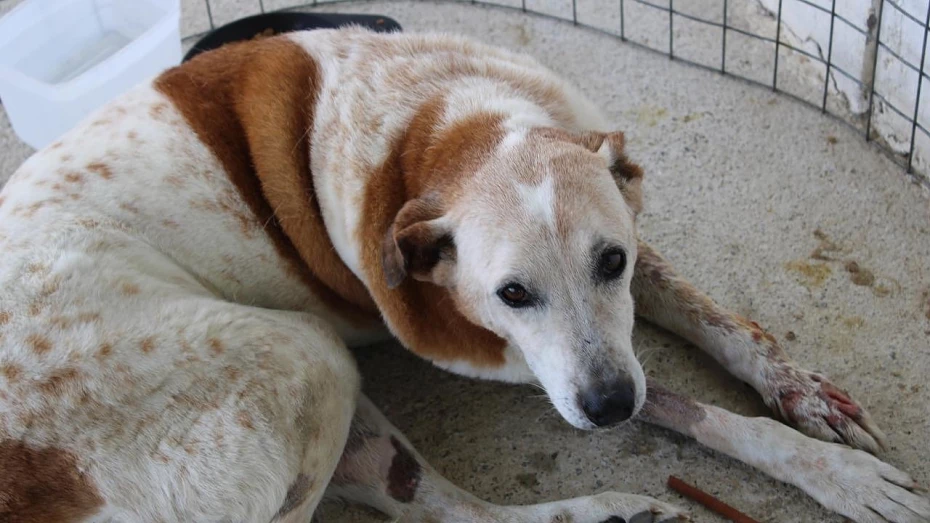 ONG promove feira de adoção de animais do CCZ de Taubaté ONG promove feira de adoção de animais do CCZ de Taubaté