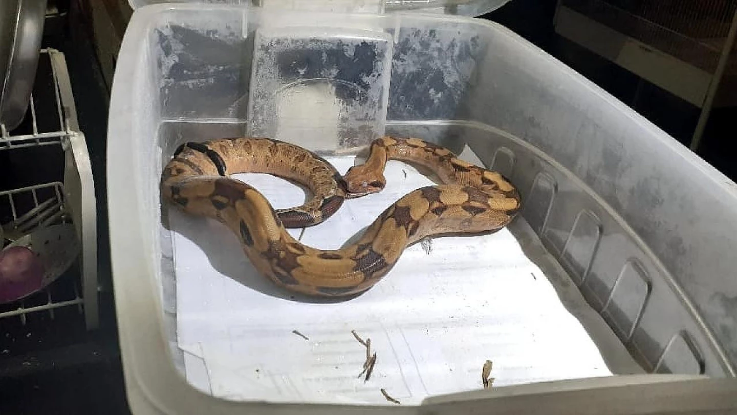 Homem é flagrado com cobras e tartaruga em Taubaté