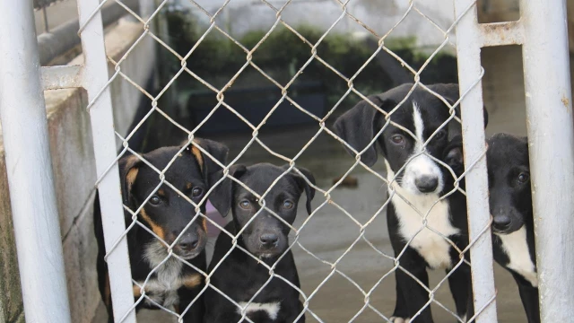 ONG Chico Pata realiza feira de adoção com animais do CCZ