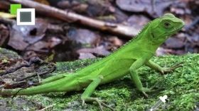 Hub de Taubaté lança ação cultural para definir mascote