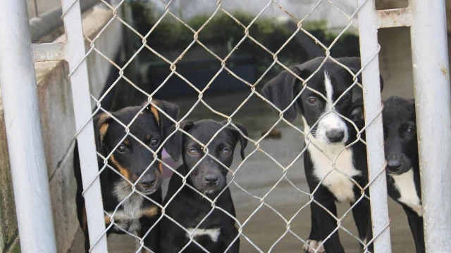 ONG realiza feira de adoção com animais do CCZ de Taubaté