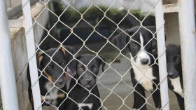 Feira de adoção de animais do CCZ é atração em Taubaté