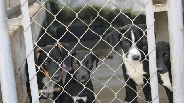 Feira de adoção de animais do CCZ é atração em Taubaté