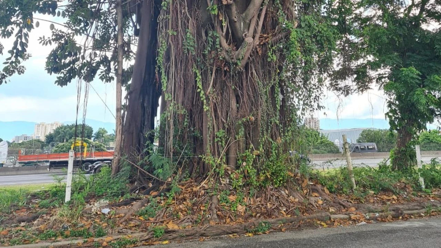 Prefeitura de Taubaté anuncia supressão de árvore na Av. Dom Pedro I