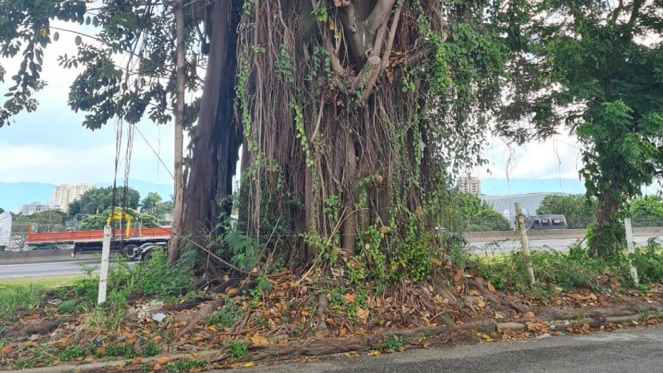 Prefeitura de Taubaté anuncia supressão de árvore na Av. Dom Pedro I