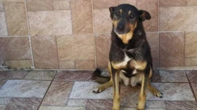 ONG de Taubaté promove feira de adoção de animais do CCZ