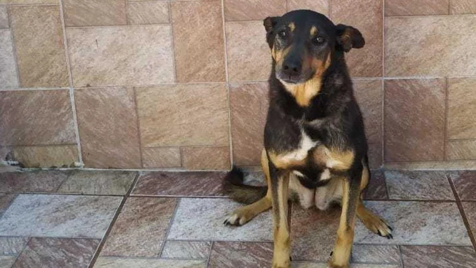 ONG de Taubaté promove feira de adoção de animais do CCZ ONG de Taubaté promove feira de adoção de animais do CCZ