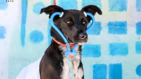 Nova feira de adoção de animais do CCZ ocorre neste sábado