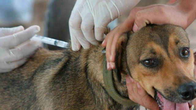 Taubaté promove vacinação antirrábica em cães e gatos
