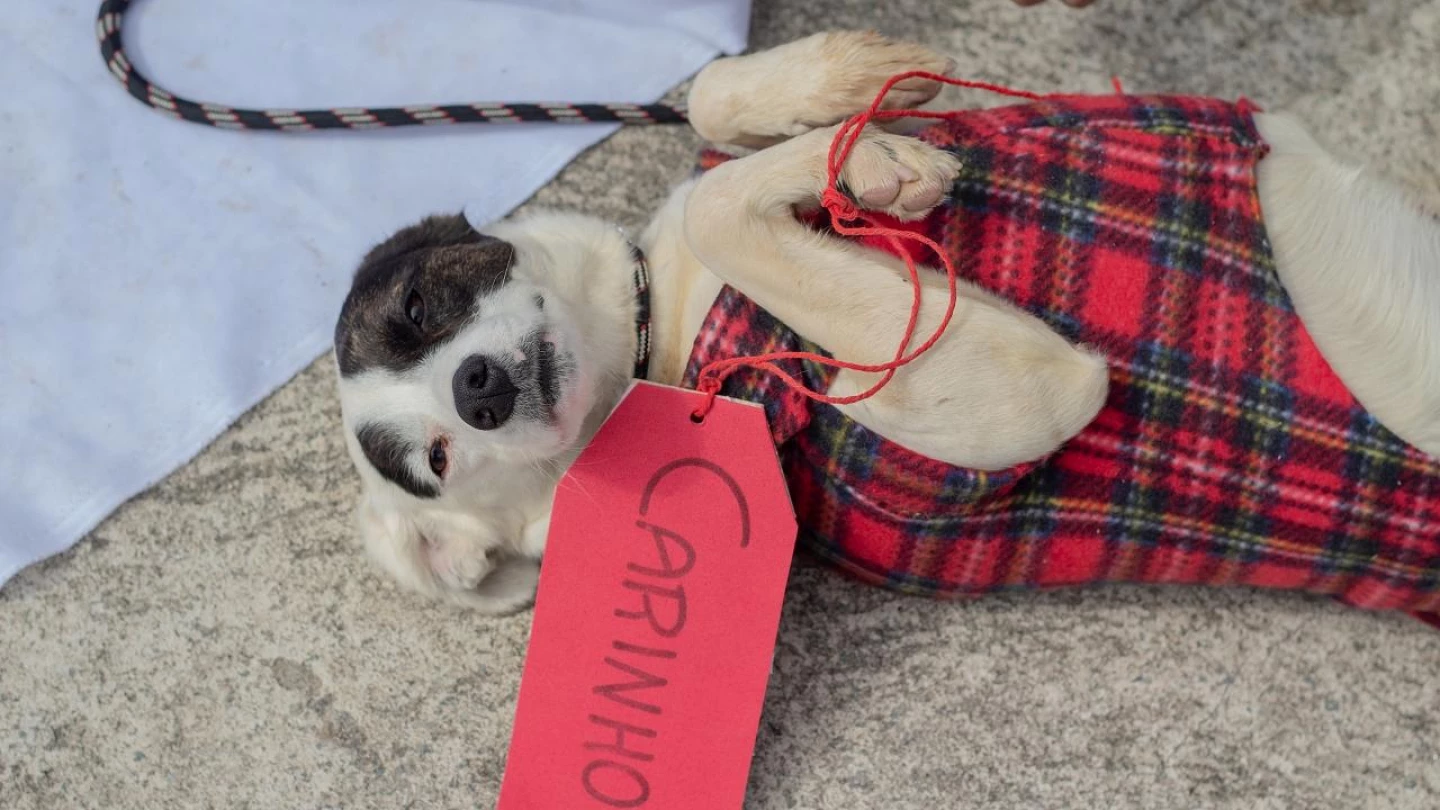 Nova feira de adoção de cães e gatos acontece em Taubaté