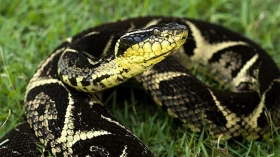 Substância em veneno de cobra jararacuçu pode inibir avanço da covid