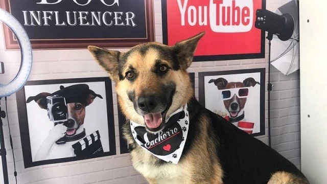 ONG promove nova feira de adoção de animais em Taubaté