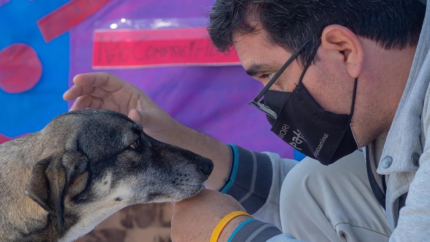 ONG realiza nova feira de adoção de animais em Taubaté