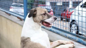 Cães e gatos podem ter vírus da covid-19, mas não transmitem a doença