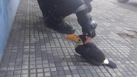 GCM e Defesa Civil resgatam filhote de tucano no Centro de Taubaté