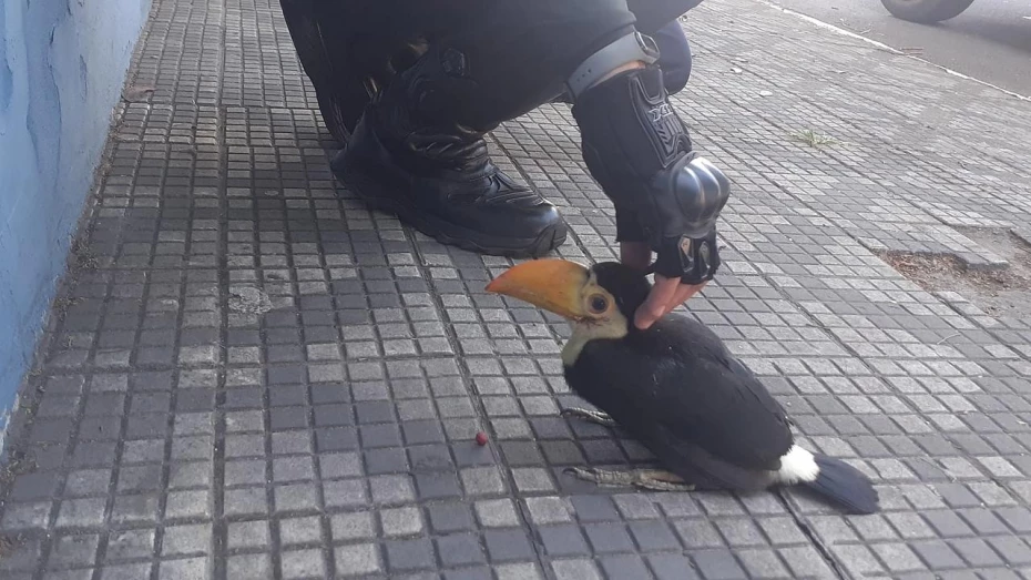 GCM e Defesa Civil resgatam filhote de tucano no Centro de Taubaté GCM e Defesa Civil resgatam filhote de tucano no Centro de Taubaté