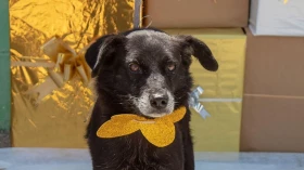 Feira de adoção em Taubaté reúne animais idosos e deficientes