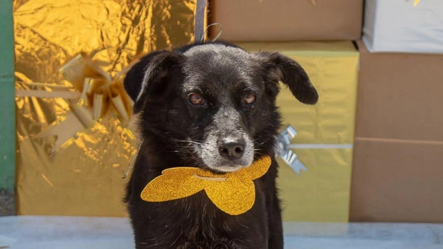 Feira de adoção em Taubaté reúne animais idosos e deficientes