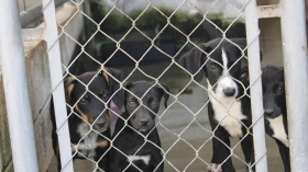 Taubaté promove feira de adoção de animais e doação de mudas no Parque do Itaim Taubaté promove feira de adoção de animais e doação de mudas no Parque do Itaim