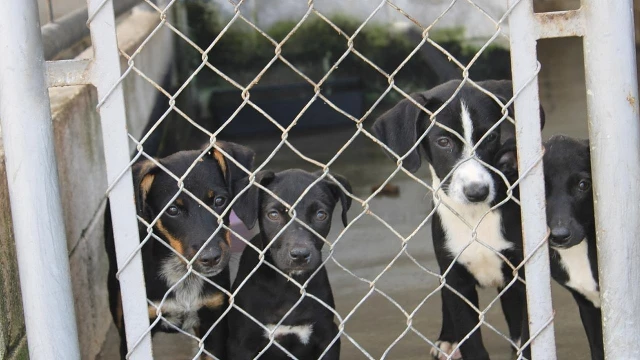 Taubaté promove feira de adoção de animais e doação de mudas no Parque do Itaim