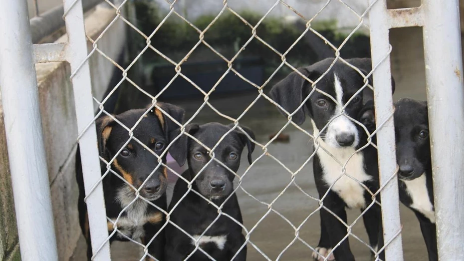 Taubaté promove feira de adoção de animais e doação de mudas no Parque do Itaim Taubaté promove feira de adoção de animais e doação de mudas no Parque do Itaim