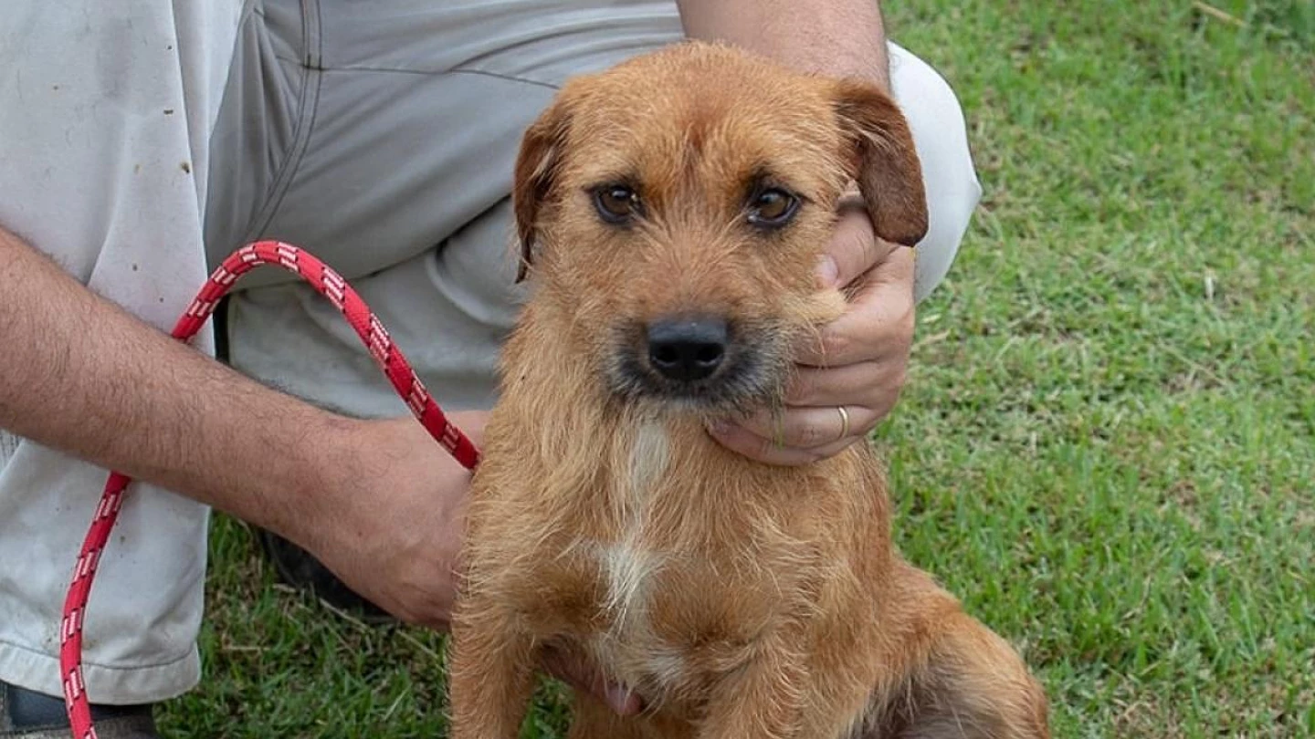 ONG e Prefeitura promovem nova feira de adoção de animais