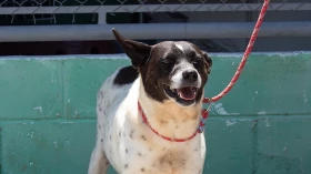 ONG de Taubaté promove primeira feira de adoção de animais em 2022 ONG de Taubaté promove primeira feira de adoção de animais em 2022