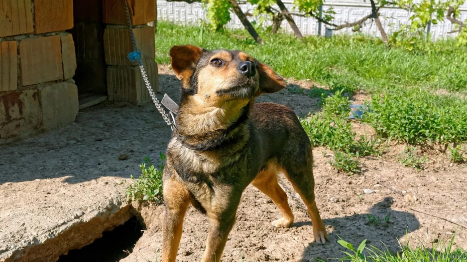 Câmara aprova proibição de acorrentamento de animais em Taubaté Câmara aprova proibição de acorrentamento de animais em Taubaté