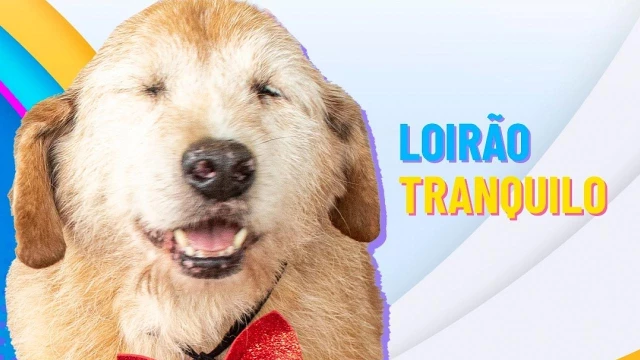 Feira de adoção de animais tem 2ª edição em Taubaté no próximo sábado
