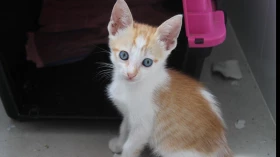 ONG celebra Dia Mundial do Gato com feira de adoção de animais