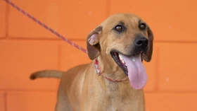 Taubaté tem nova feira de adoção de animais no sábado