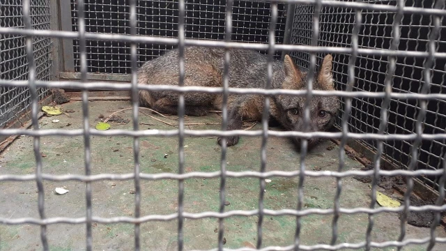 Cachorro-do-mato é capturado e solto pela Defesa Civil de Taubaté 