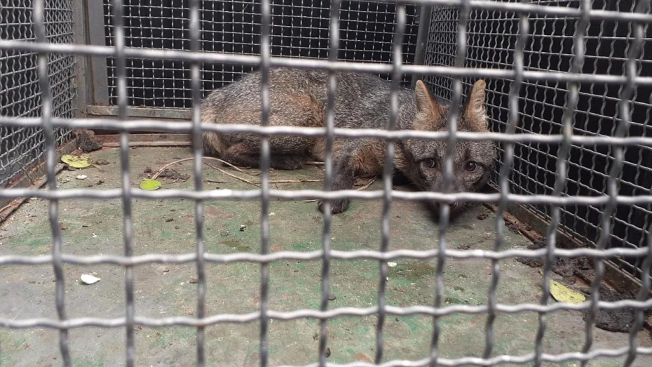 Cachorro-do-mato é capturado e solto pela Defesa Civil de Taubaté Cachorro-do-mato é capturado e solto pela Defesa Civil de Taubaté