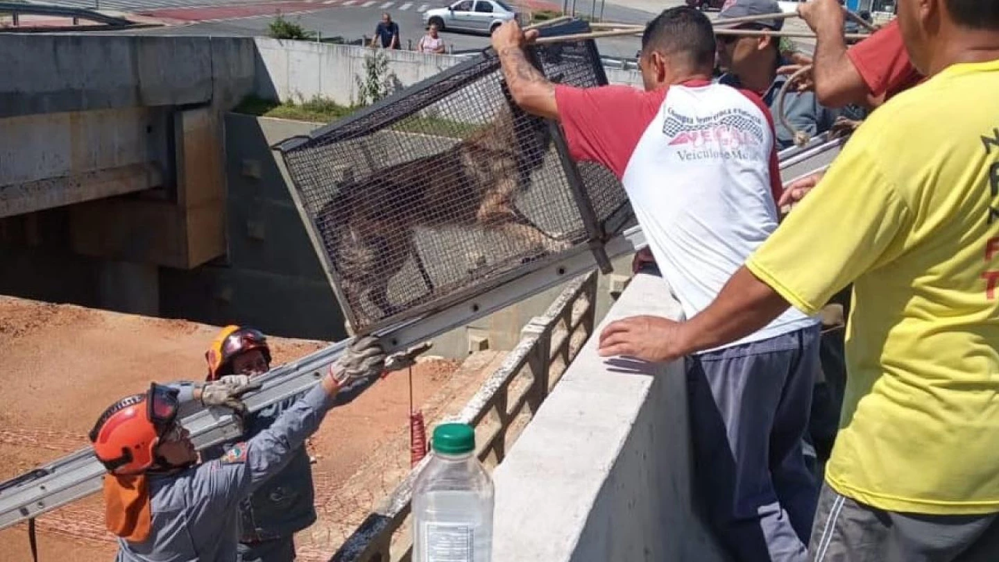 Ação da Defesa Civil e dos Bombeiros termina com resgate de cão