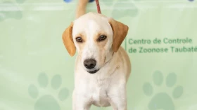ONG de Taubaté promove primeira feira de adoção de animais em 2022