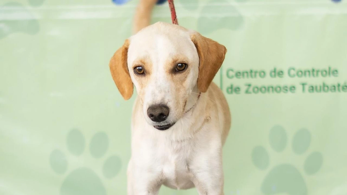 ONG de Taubaté promove primeira feira de adoção de animais em 2022