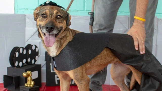 Feira de adoção de animais é destaque em Taubaté neste fim de semana