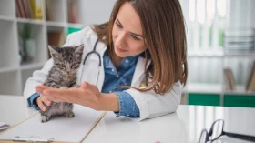 Primeiro hospital veterinário de Taubaté ganha data de inauguração