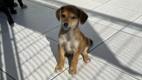 CCZ de Taubaté promoverá nova feira de adoção de animais