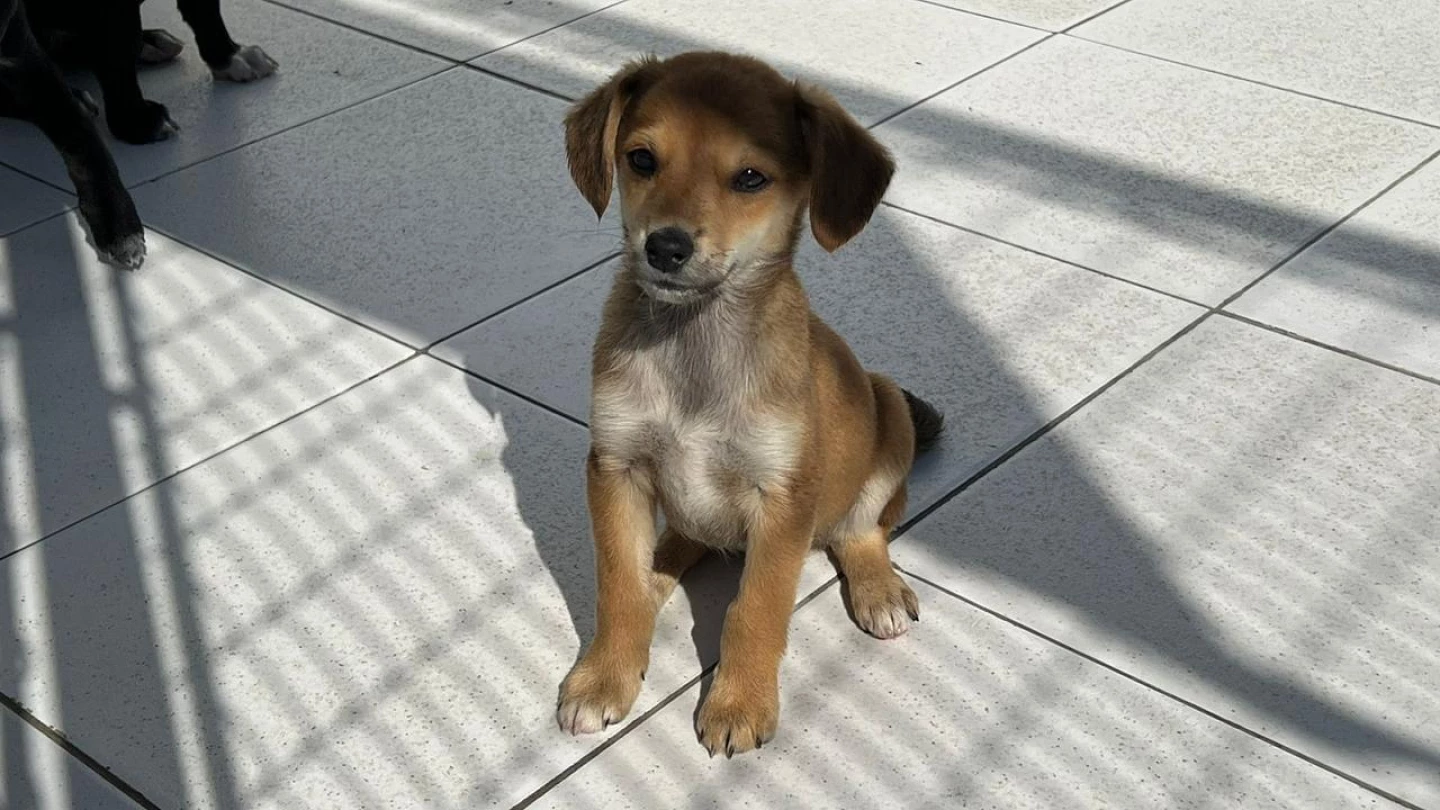 CCZ de Taubaté promoverá nova feira de adoção de animais